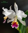 Cattleya Eva’s Fabula Contigo(labiata SA x rex).